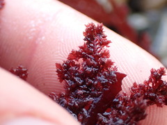 Euptilota formosissima