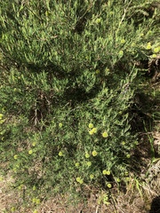 Ricinocarpos pinifolius