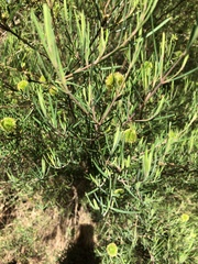 Ricinocarpos pinifolius