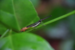 Mitricephala milleri