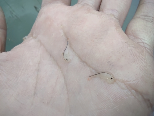 Streptocephalus mackini