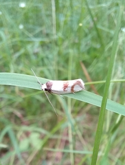 Antipterna trilicella