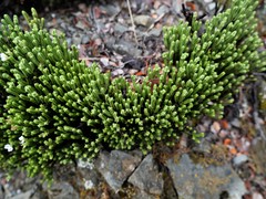 Veronica tetrasticha