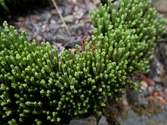 Veronica tetrasticha