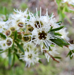 Kunzea peduncularis