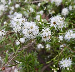 Kunzea peduncularis