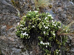 Veronica tetrasticha