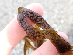 Dictyota kunthii