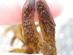 Dictyota kunthii