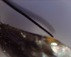 Bracon