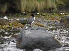 Leucocarbo campbelli