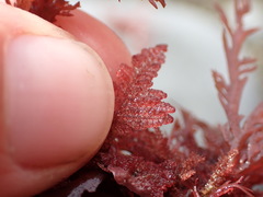 Heterosiphonia concinna