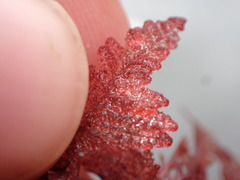 Heterosiphonia concinna