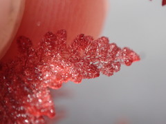 Heterosiphonia concinna