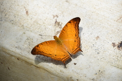 Vindula dejone erotella