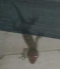 Gekko gecko
