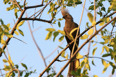 Corythaixoides concolor pallidiceps