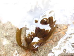 Myriogloea intestinalis