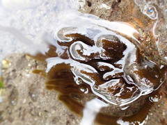Myriogloea intestinalis