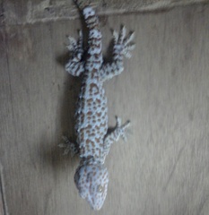 Gekko gecko