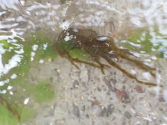 Myriogloea intestinalis