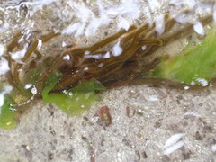 Myriogloea intestinalis