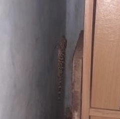 Gekko gecko