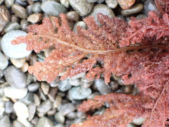 Heterosiphonia concinna