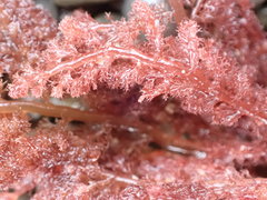 Heterosiphonia concinna