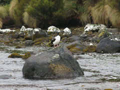 Leucocarbo campbelli