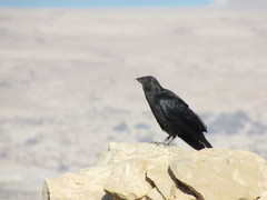 Corvus rhipidurus