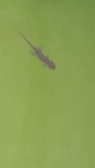 Gekko gecko