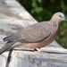 Spotted Dove - Photo (c) Zinogre, some rights reserved (CC BY-SA), uploaded by Zinogre