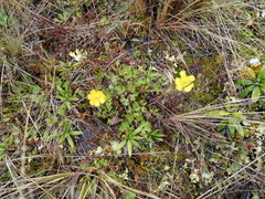 Ranunculus enysii