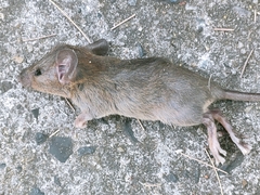 Rattus exulans