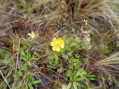 Ranunculus enysii