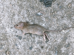 Rattus exulans