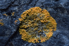 Polycauliona verruculifera