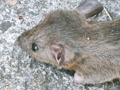 Rattus exulans