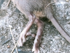 Rattus exulans