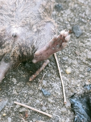 Rattus exulans