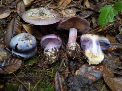 Cortinarius calyptratus