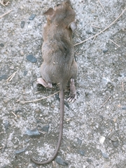 Rattus exulans