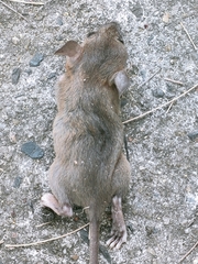 Rattus exulans