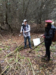 Cortinarius calyptratus