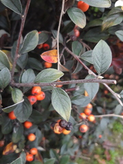 Cotoneaster acuminatus