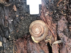 Triodopsis tridentata