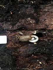 Triodopsis tridentata