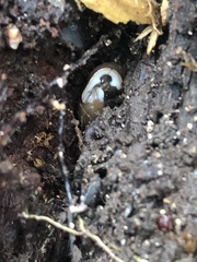 Triodopsis tridentata