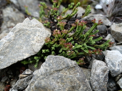 Veronica tetrasticha